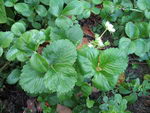 Fragaria Ananassa
